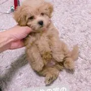 ゆ