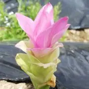 SEKIちゃんの画像