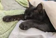 チョコスキー