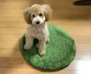 いずの画像