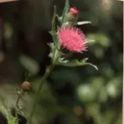 アザミの画像