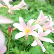 ￼やよいの画像