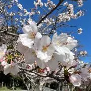 月&太陽の画像