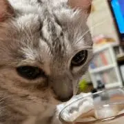 もびのの画像