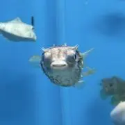 shinonomeの画像