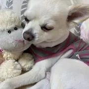 モモ
