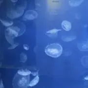 のりしおの画像