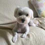 ゆき