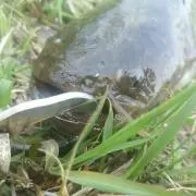 ズーナマ