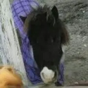 さく