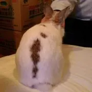 maronの画像