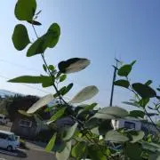 とまとの画像