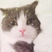 みっく
