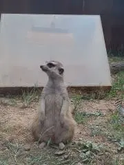 めもまよの画像