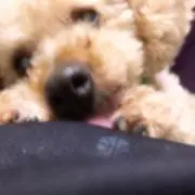 くりたん