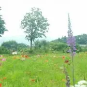 blumeの画像