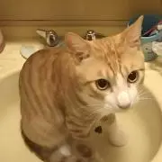 アプリコットの画像
