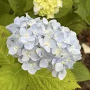 よちよちの画像