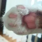 みぃこの画像