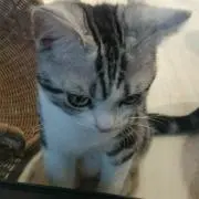 ココにゃんの画像