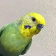 ゆー