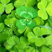 four leaf clover