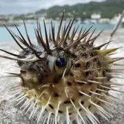 ゴルキチの画像