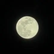 スイカの画像