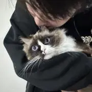 磊