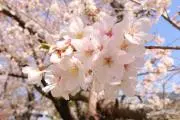 yuimama☆の画像