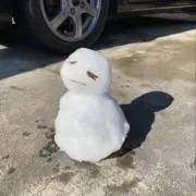 ありの画像