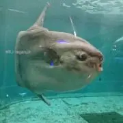 へったんの画像