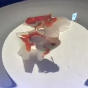 Aoiの画像
