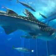 HANAの画像