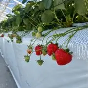 (  ・᷄֊・᷅ )の画像