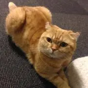 ぽんたにの画像