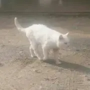 ぴーすけ