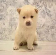 まめの画像