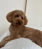 こむぎ
