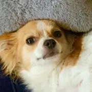 こちゃーん