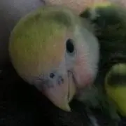 Chanrockの画像