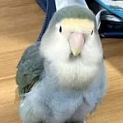 とるまんの画像