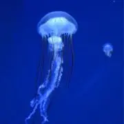 kiiiの画像