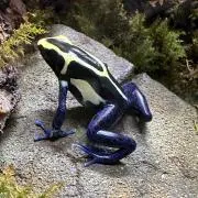 Koseの画像