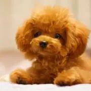 ニモ