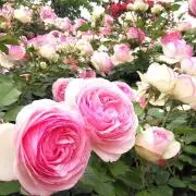 ♡Lucent Rainbow♡の画像