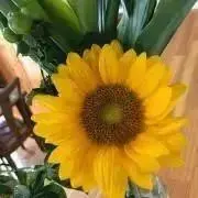 せなぴちの画像