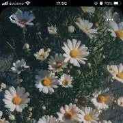 すいの画像
