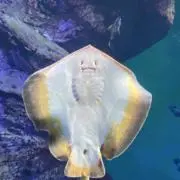 ozの画像