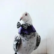birdの画像